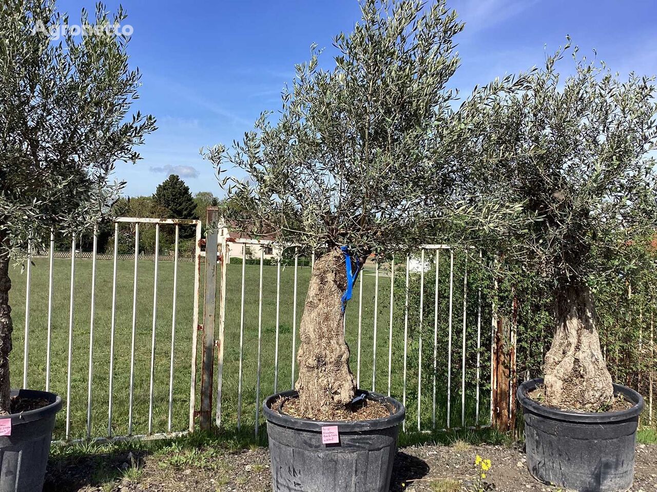 Olivenbaum (Winterhart) fruit tree sapling