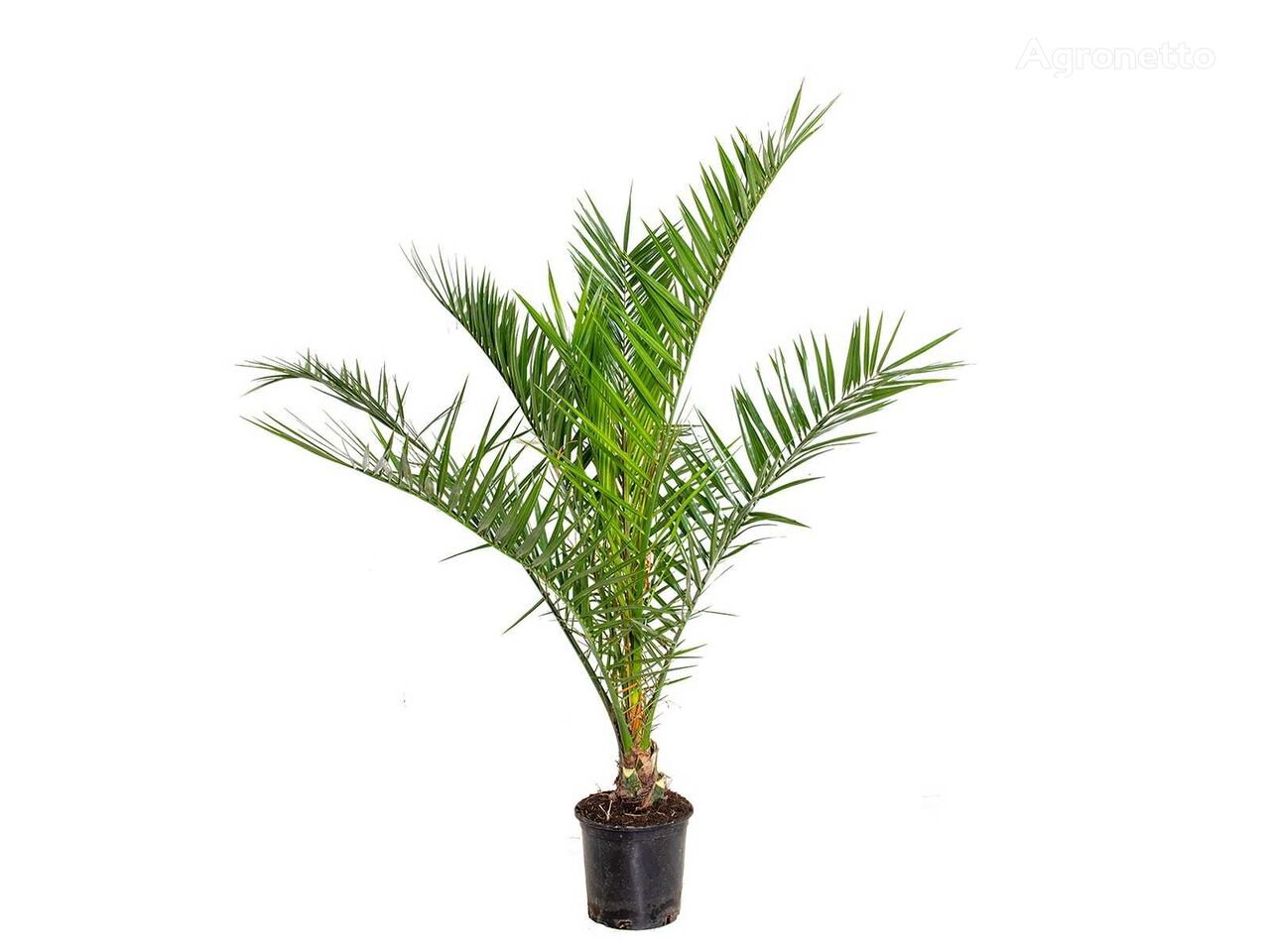 Canarische Dadelpalm ornamental shrub