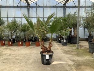 palmboom dubbelstam (Washingtonia Robusta) ornamental shrub